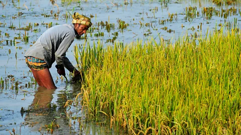 Getty Images In flooded rice paddies, anaerobic bacteria in the soil turn to arsenic due to the lack of oxygen (Credit: Getty Images)